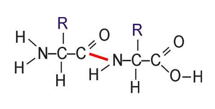 sc-7 sb-5-Amino Acids & Proteinsimg_no 177.jpg